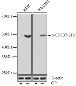 Invitrogen Phospho-Cdc37 (Ser13) Recombinant Rabbit Monoclonal Antibody