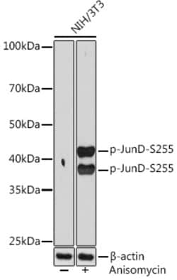 Invitrogen Phospho-JunD (Ser255) Recombinant Rabbit Monoclonal Antibody