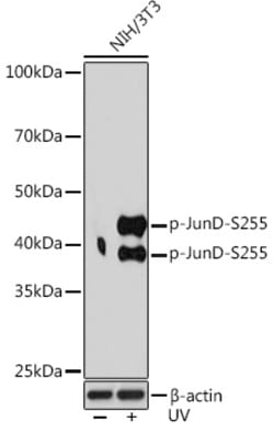 Invitrogen Phospho-JunD (Ser255) Recombinant Rabbit Monoclonal Antibody