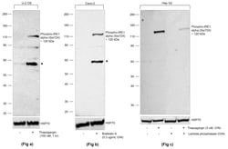 Invitrogen Phospho-IRE1 alpha (Ser724) Recombinant Rabbit Monoclonal Antibody