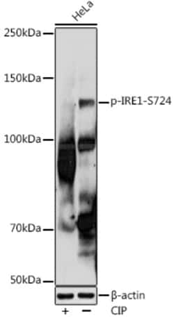 Invitrogen Phospho-IRE1 alpha (Ser724) Recombinant Rabbit Monoclonal Antibody