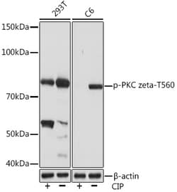 Invitrogen Phospho-PKC zeta (Thr560) Recombinant Rabbit Monoclonal Antibody