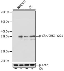 Invitrogen Phospho-Crk (Tyr221) Recombinant Rabbit Monoclonal Antibody