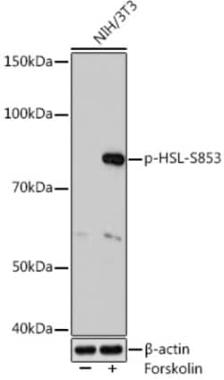 Invitrogen Phospho-HSL (Ser853) Recombinant Rabbit Monoclonal Antibody