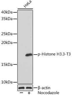 Invitrogen Phospho-Histone H3 (Thr3) Recombinant Rabbit Monoclonal Antibody (8B8P5) 100 &mu;L | Buy Online | Invitrogen&trade; | Fisher Scientific