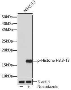 Invitrogen Phospho-Histone H3 (Thr3) Recombinant Rabbit Monoclonal Antibody (8B8P5) 100 &mu;L | Buy Online | Invitrogen&trade; | Fisher Scientific