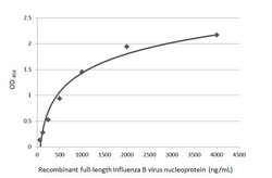 Invitrogen Influenza B NP Monoclonal Antibody (GT371) 100 &mu;L; Unconjugated:Antibodies,