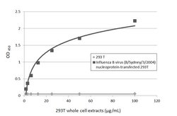 Invitrogen Influenza B NP Monoclonal Antibody (GT371) 100 &mu;L; Unconjugated:Antibodies,