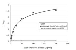 Invitrogen Influenza B NP Monoclonal Antibody (GT382) 100 &mu;L; Unconjugated:Antikörper