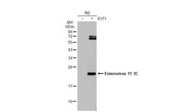 Invitrogen Enterovirus 71 3CD Monoclonal Antibody (B3) 100 &mu;L; Unconjugated:Antibodies,