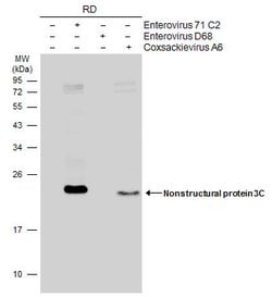 Invitrogen Enterovirus 71 3CD Monoclonal Antibody (B3) 100 &mu;L; Unconjugated:Antibodies,