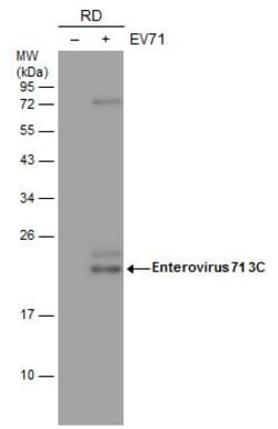 Invitrogen Enterovirus 71 3CD Monoclonal Antibody (B3) 100 &mu;L; Unconjugated:Antibodies,