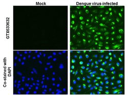 Invitrogen Dengue Virus Type 2 Capsid Monoclonal Antibody (GT574) 100 ...