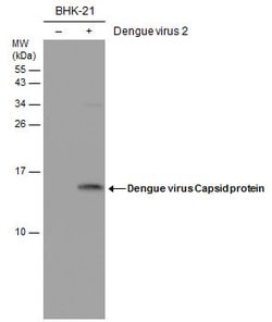 Invitrogen Dengue Virus Type 2 Capsid Monoclonal Antibody (GT574) 100 ...
