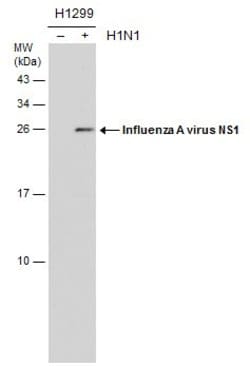 Invitrogen Influenza A H1N1 NS1 Monoclonal Antibody (GT1943) 100 &mu;L;