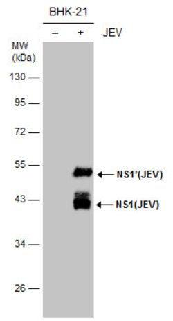 Invitrogen Japanese Encephalitis Virus NS1 Monoclonal Antibody (GT481)