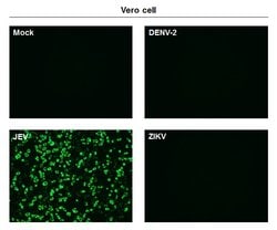 Invitrogen Japanese Encephalitis Virus NS1 Monoclonal Antibody (GT1410)