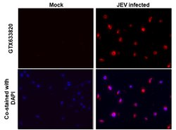 Invitrogen Japanese Encephalitis Virus NS1 Monoclonal Antibody (GT1410)