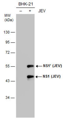 Invitrogen Japanese Encephalitis Virus NS1 Monoclonal Antibody (GT1410)
