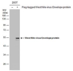 Invitrogen West Nile Virus Envelope Monoclonal Antibody (GT3029) 100 &mu;L | Buy Online | Invitrogen&trade; | Fisher Scientific