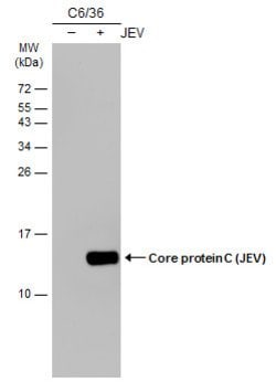 Invitrogen Japanese Encephalitis Virus Core Protein C Monoclonal Antibody
