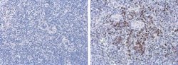 Invitrogen&trade;&nbsp;Porcine Circovirus Type 2 Capsid Monoclonal Antibody (GT863)