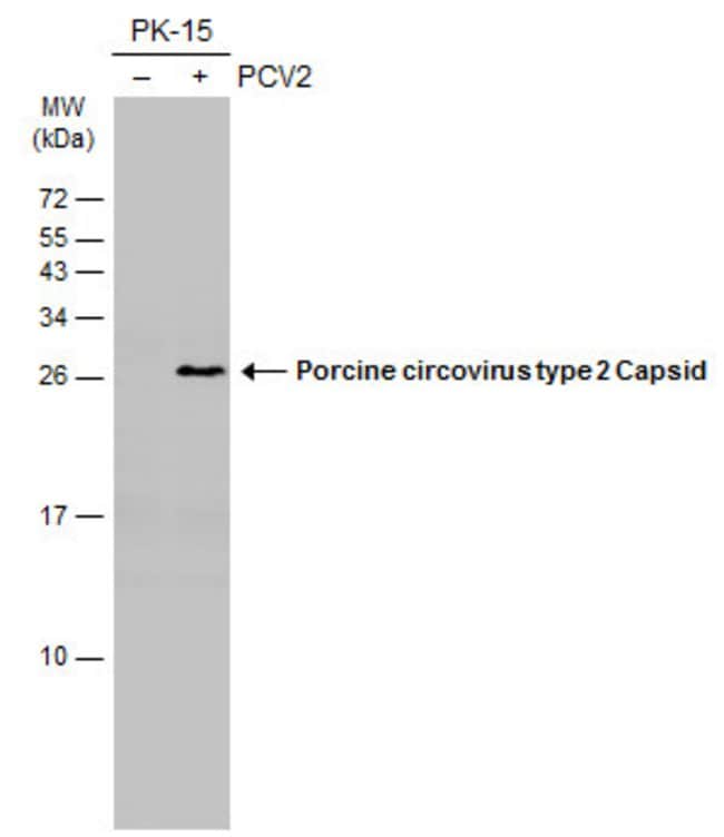 Porcine Circovirus Type 2 Capsid Monoclonal Antibody (GT972