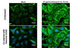 Invitrogen Phospho-HSP27 (Ser82) Monoclonal Antibody (GT357) 100 &mu;L;