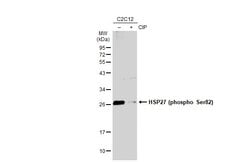 Invitrogen Phospho-HSP27 (Ser82) Monoclonal Antibody (GT357) 100 &mu;L;