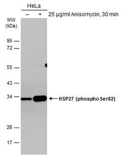 Invitrogen Phospho-HSP27 (Ser82) Monoclonal Antibody (GT357) 100 &mu;L;