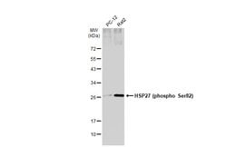 Invitrogen Phospho-HSP27 (Ser82) Monoclonal Antibody (GT357) 100 &mu;L;