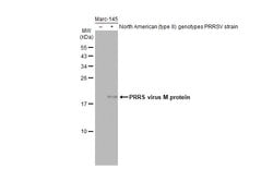 Invitrogen PRRS Virus M Protein Monoclonal Antibody (GT1911) 100 &mu;L;