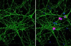 Invitrogen VAMP2 Monoclonal Antibody (GT6311) 100 &mu;L; Unconjugated:Antibodies,