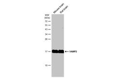 Invitrogen VAMP2 Monoclonal Antibody (GT6311) 100 &mu;L; Unconjugated:Antibodies,