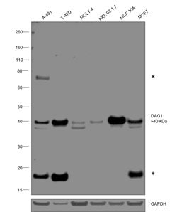 Invitrogen beta Dystroglycan Monoclonal Antibody (GT835) 100 &mu;L | Buy Online | Invitrogen&trade; | Fisher Scientific