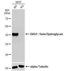 Invitrogen beta Dystroglycan Monoclonal Antibody (GT2812) 100 &mu;L; Unconjugated:Antibodies,