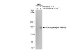 Invitrogen Phospho-EGFR (Thr669) Monoclonal Antibody (GT1361) 100 &mu;L;
