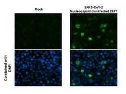 Invitrogen SARS-CoV/SARS-CoV-2 Nucleocapsid Monoclonal Antibody (6H3) 100 &mu;L | Buy Online | Invitrogen&trade; | Fisher Scientific