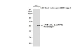 Invitrogen SARS-CoV/SARS-CoV-2 Nucleocapsid Monoclonal Antibody (6H3) 100 &mu;L | Buy Online | Invitrogen&trade; | Fisher Scientific