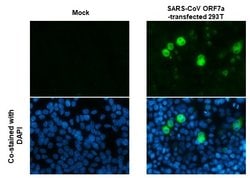 Invitrogen SARS-CoV/SARS-CoV-2 ORF7a Monoclonal Antibody (3C9) 100 &mu;L;