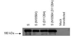 Invitrogen SARS-CoV Spike Protein (SDelta3) Monoclonal Antibody (7G12)