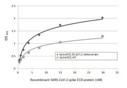 Invitrogen SARS/SARS-CoV-2 Spike Protein S2 Monoclonal Antibody (1A9) 100