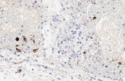 Invitrogen SARS/SARS-CoV-2 Spike Protein S2 Monoclonal Antibody (1A9) 100