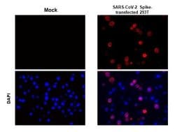 Invitrogen SARS/SARS-CoV-2 Spike Protein S2 Monoclonal Antibody (1A9) 100