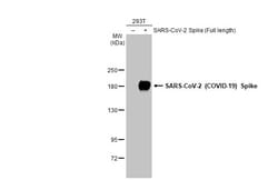 Invitrogen SARS/SARS-CoV-2 Spike Protein S2 Monoclonal Antibody (1A9) 100