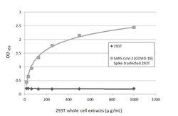 Invitrogen SARS/SARS-CoV-2 Spike Protein S2 Monoclonal Antibody (1A9) 100