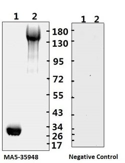 Invitrogen SARS-CoV-2 Spike Protein (S1/S2) Monoclonal Antibody (bcb01)