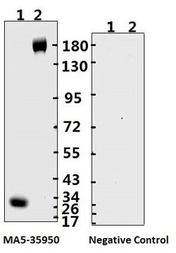 SARS-CoV-2 Spike Protein (S1/S2) Recombinant Human Monoclonal Antibody