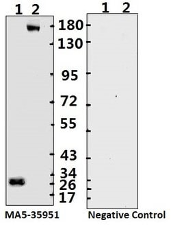 Invitrogen SARS-CoV-2 Spike Protein (S1/S2) Monoclonal Antibody (bcb04)
