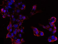 Invitrogen Chromogranin A Recombinant Rabbit Monoclonal Antibody (039)